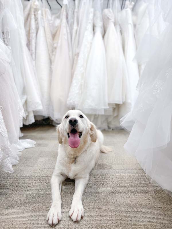 Maxine lying happily between wedding gowns at Bliss Bridal Salon after being adopted through HSNT.