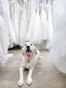 English Creme Golden Retriever Bridal Shop Dog